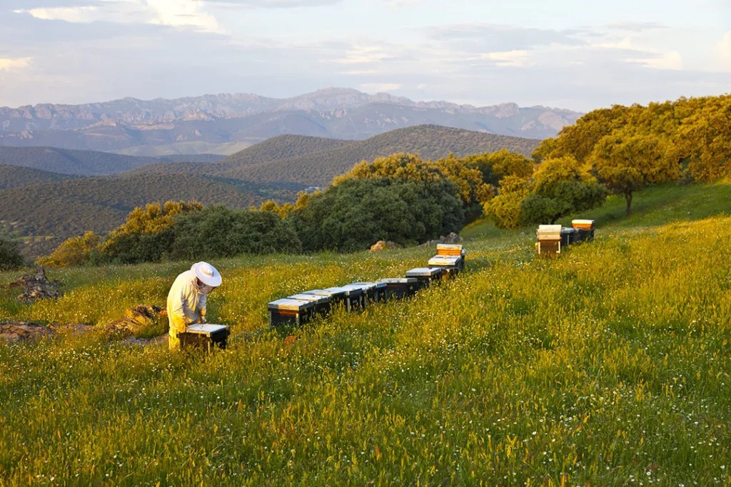 Api Experiencia en Las Hurdes